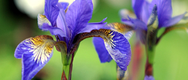 Iris