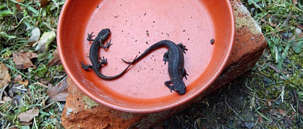 newts