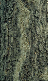 OPM caterpillar procession on trunk