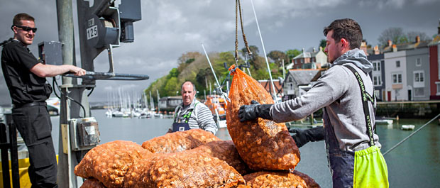 Landing Whelks in Weymouth