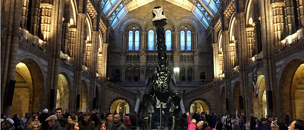 dippy-banner