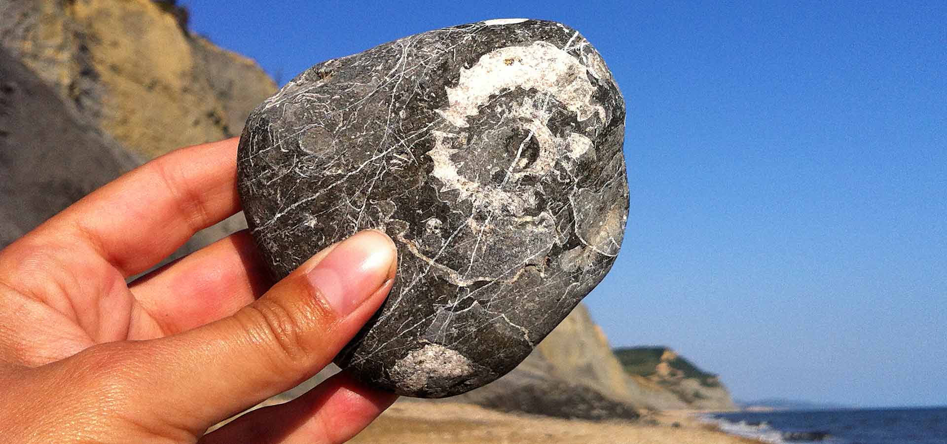 Fossil hunting in Dorset insidedorset