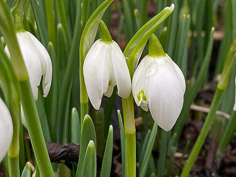 Snowdrops