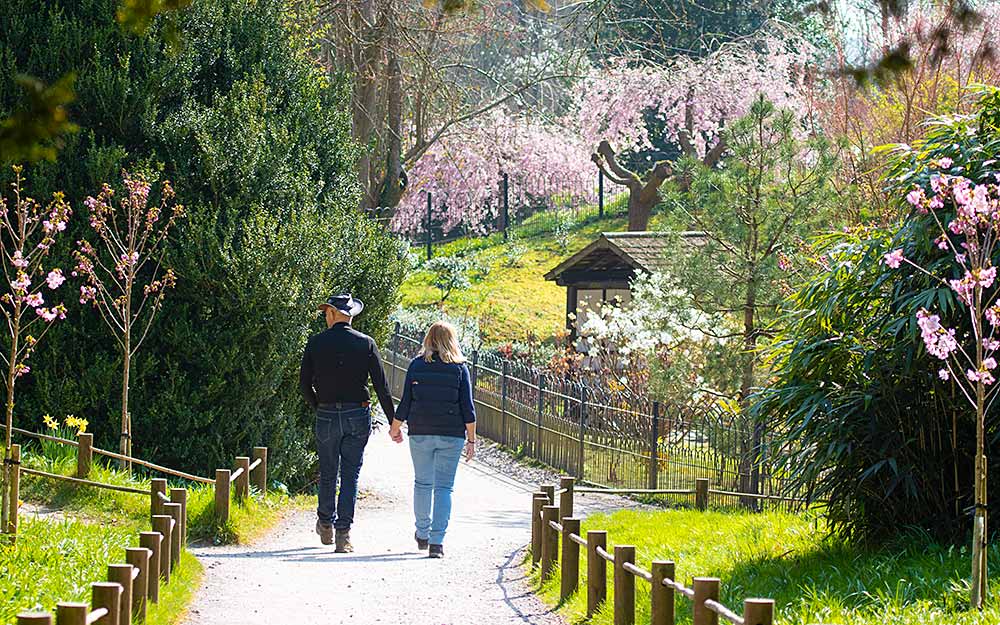 Spring blossom at Kingston Lacy